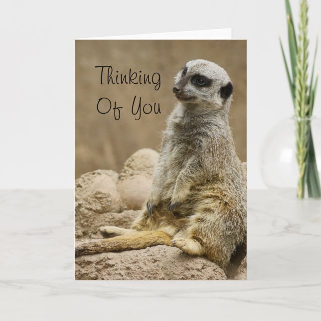 Meerkat Card (Front)