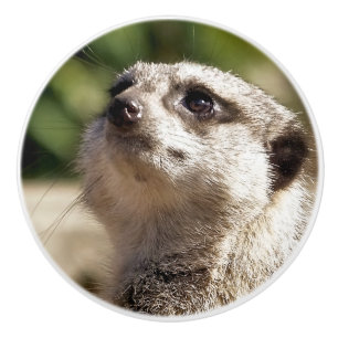 MEERKAT CERAMIC KNOB