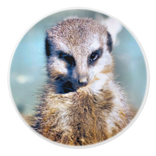 MEERKAT CERAMIC KNOB