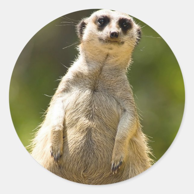 Meerkat Classic Round Sticker (Front)