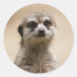 meerkat classic round sticker