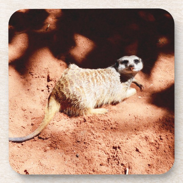 Meerkat Digging In Dirt, Coaster (Front)