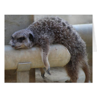 Meerkat Down