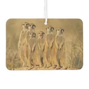 Meerkat Family Car Air Freshener