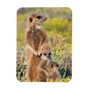 Meerkat Family Portrait Magnet
