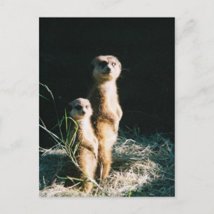 Meerkat Friends Post Card