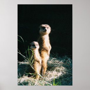 Meerkat Friends Poster