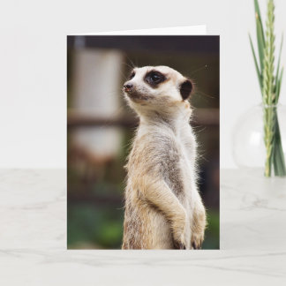 Meerkat Greeting Card