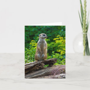 Meerkat Greeting card