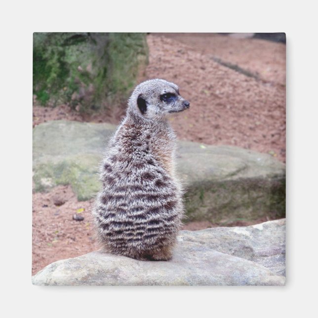 meerkat guard magnet (Front)