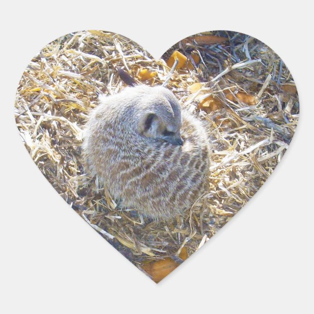 Meerkat Has Made A Nest,  Heart Sticker (Front)