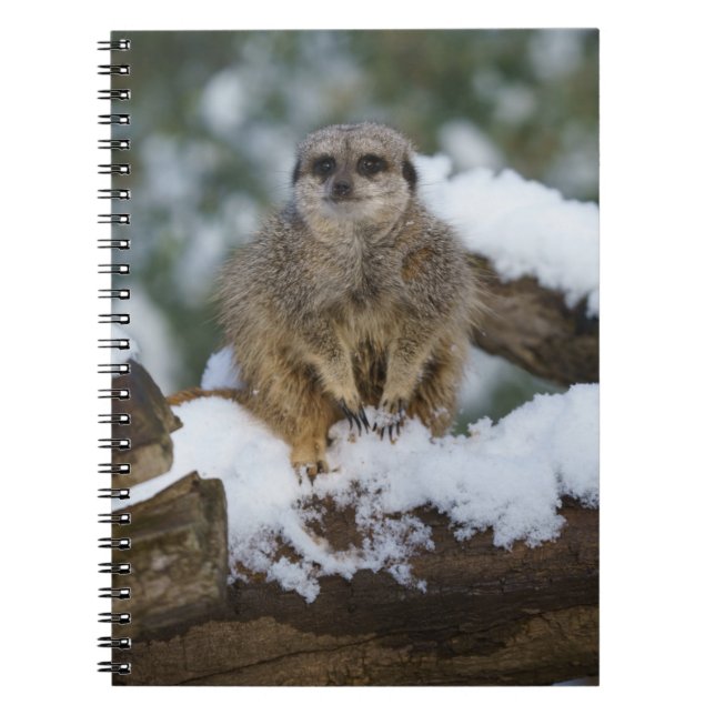 Meerkat In The Snow Notebook (Front)