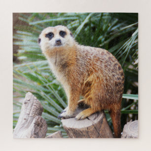 Meerkat Jigsaw Puzzle