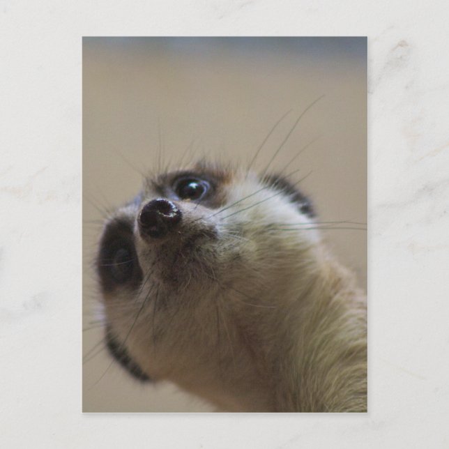 Meerkat Looking Dramatic Postcard (Front)