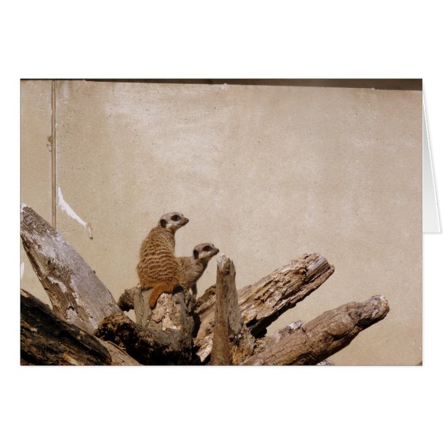 Meerkat Lookout (Front Horizontal)