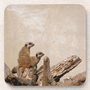 Meerkat Lookout Coaster