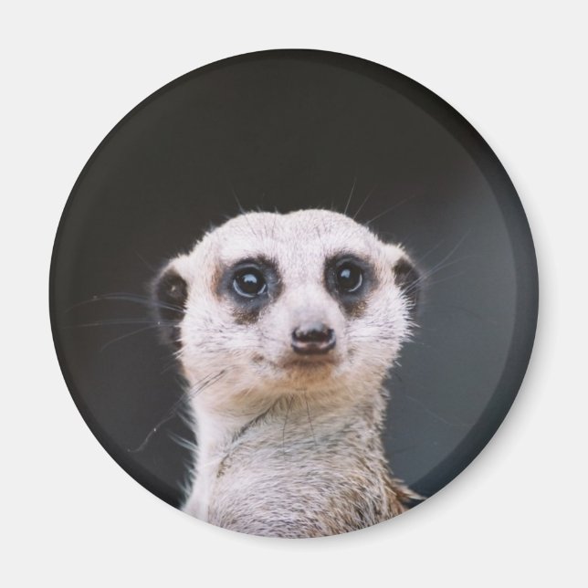 Meerkat Lookout Magnet (Front)