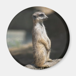 Meerkat Magnet