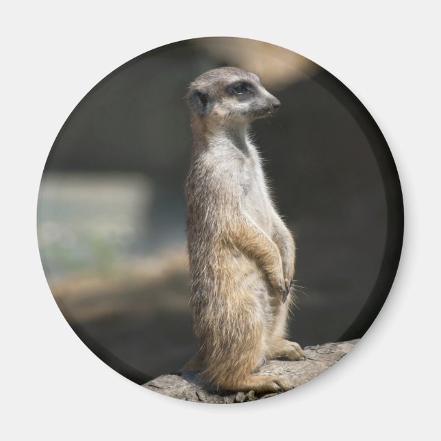 Meerkat Magnet (Front)