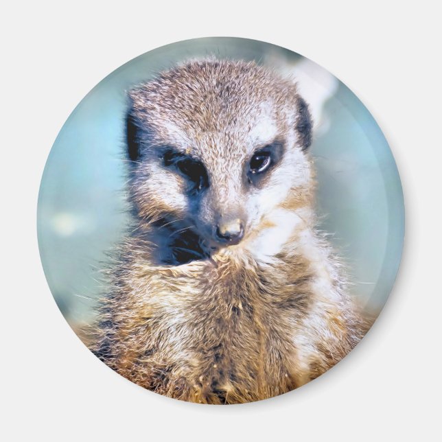MEERKAT MAGNET (Front)