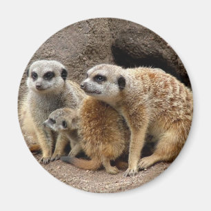 meerkat magnet