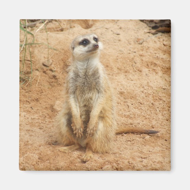 Meerkat Magnet (Front)