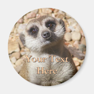 Meerkat Magnet