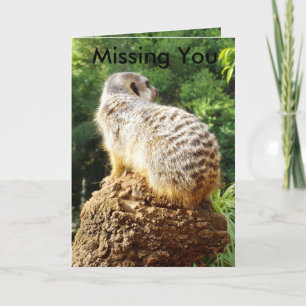 Meerkat Missing You, Card