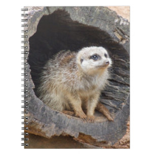 Meerkat Notebook