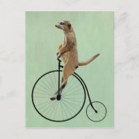 Meerkat on Black Penny Farthing 2