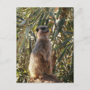 Meerkat On Guard Duty, Postcard