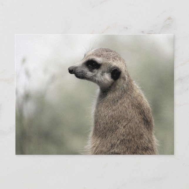 Meerkat on Guard Duty - Postcard (Front)