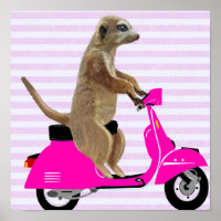 Meerkat on Pink Moped
