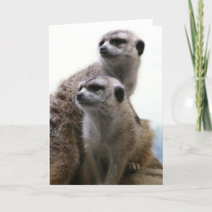 Meerkat Pair Greeting Card