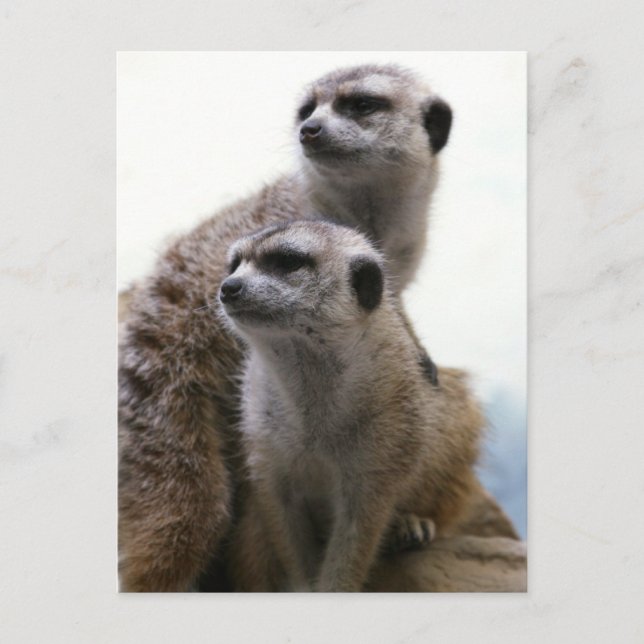 Meerkat Pair Postcard (Front)