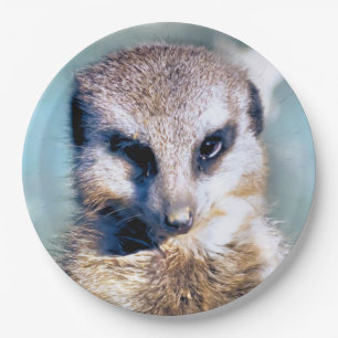 MEERKAT Paper Plate