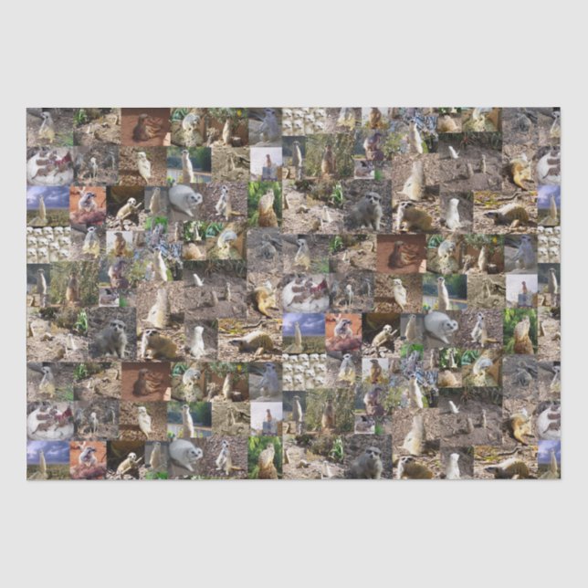 Meerkat Photo Collage, Tissue Paper (Front)