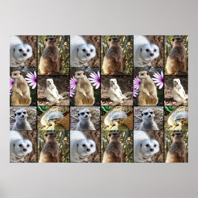 Meerkat Photo Collage Value Wall Poster (Front)