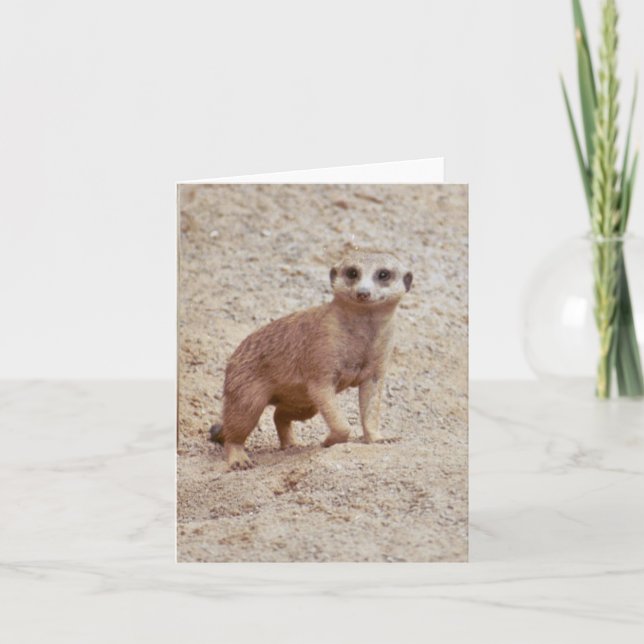 Meerkat Photo Folded Note Card (Front)
