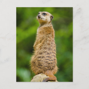 Meerkat Photo Postcard