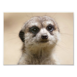 Meerkat Photo Print