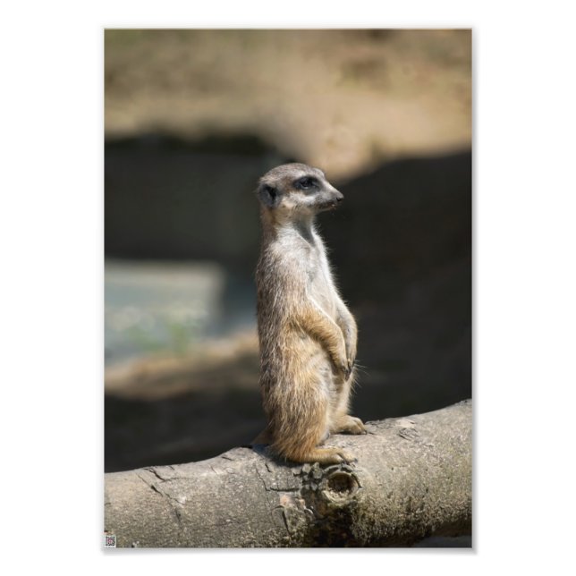 Meerkat Photo Print (Front)