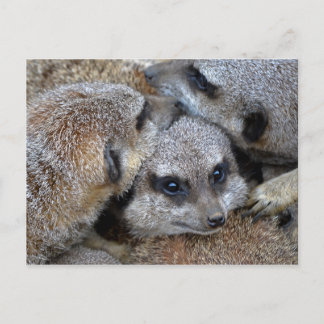 Meerkat Pile Postcard