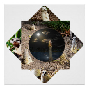 Meerkat Polyscope, Poster