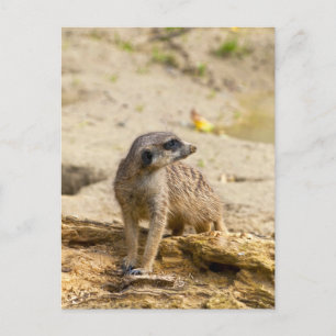 Meerkat Postcard