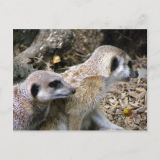 Meerkat Postcard