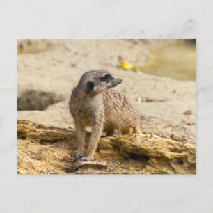 Meerkat Postcard