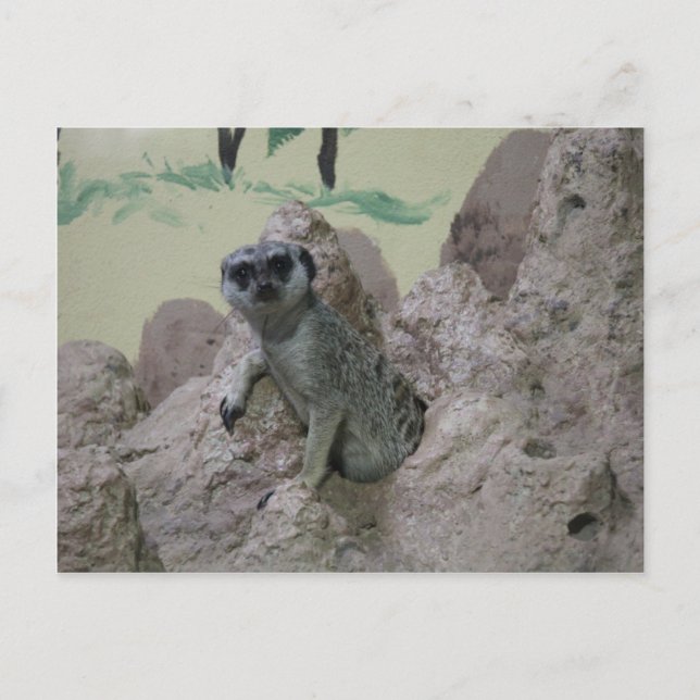 Meerkat Postcard (Front)