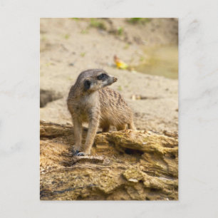 Meerkat Postcard