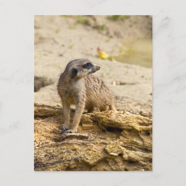 Meerkat Postcard (Front)
